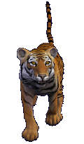 tiger (8K)