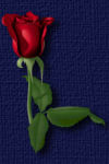 Dark Red Rose Image