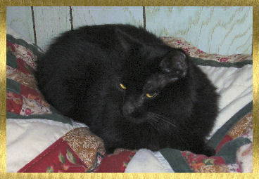 Salem on the pillows